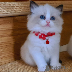 Photo №1. ragdoll - for sale in the city of Stockholm | negotiated | Announcement № 96285