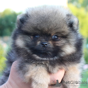 Photo №1. pomeranian - for sale in the city of Vitebsk | negotiated | Announcement № 11488