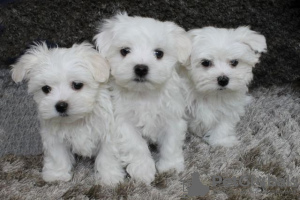 Photo №1. maltese dog - for sale in the city of Blankenberge | 402$ | Announcement № 96332