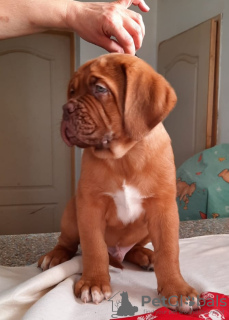 Additional photos: Dogue de Bordeaux