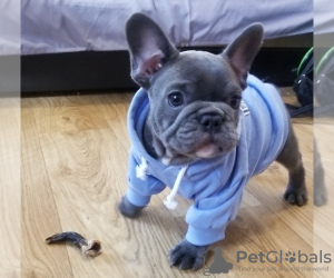 Photo №2 to announcement № 108817 for the sale of french bulldog - buy in Finland 