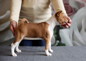 Photo №2 to announcement № 1167 for the sale of basenji - buy in Belarus private announcement