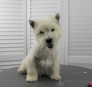 Photo №2 to announcement № 53652 for the sale of west highland white terrier - buy in Russian Federation private announcement, from nursery, breeder
