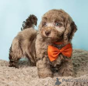 Photo №3. Labradoodle puppies for sale. United Kingdom