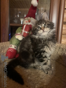 Photo №2 to announcement № 13433 for the sale of maine coon - buy in Russian Federation from nursery