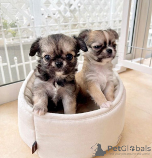 Photo №1. chihuahua - for sale in the city of New York | 250$ | Announcement № 96875