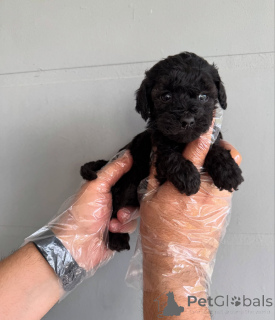 Photo №1. poodle (toy) - for sale in the city of Brno | negotiated | Announcement № 171938