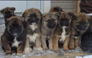 Photo №2 to announcement № 123600 for the sale of caucasian shepherd dog - buy in Finland 