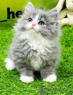 Photo №2 to announcement № 168965 for the sale of persian cat - buy in Germany breeder
