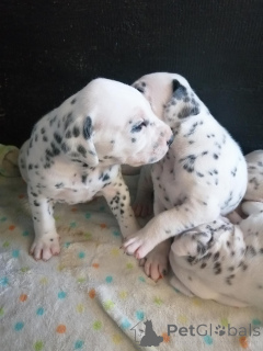 Photo №1.  - for sale in the city of Rumlange | negotiated | Announcement № 167004