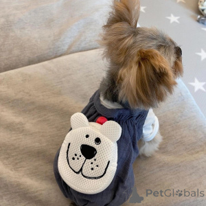 Photo №2 to announcement № 157329 for the sale of yorkshire terrier - buy in Italy private announcement