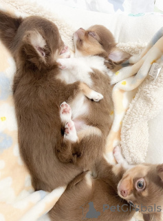 Photo №2 to announcement № 139186 for the sale of chihuahua - buy in Germany breeder