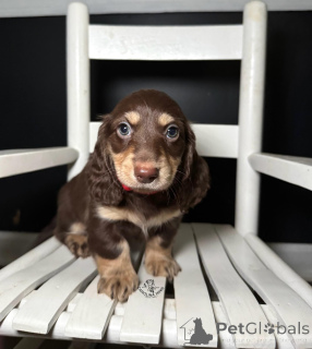 Photo №1. dachshund - for sale in the city of Donzdorf | negotiated | Announcement № 164718