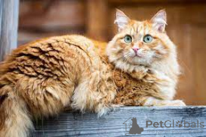 Photo №1. siberian cat - for sale in the city of Birmingham | 1796$ | Announcement № 125937