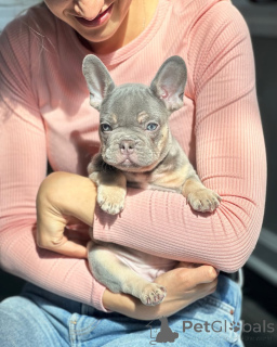 Photo №1. french bulldog - for sale in the city of Munich | 565$ | Announcement № 150649