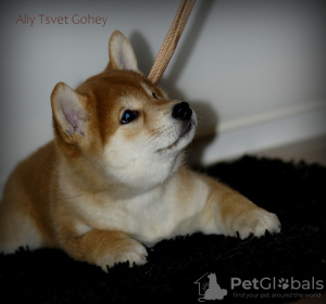 Photo №1. shiba inu - for sale in the city of Химки | 1092$ | Announcement № 9178