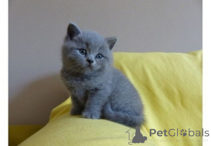 Photo №1. british shorthair - for sale in the city of Baienfurt | 361$ | Announcement № 176674