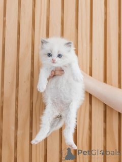 Photo №4. I will sell ragdoll in the city of ALAVUS. breeder - price - negotiated