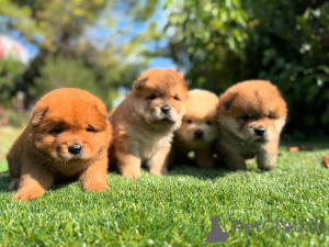 Photo №1. chow chow - for sale in the city of Bucharest | negotiated | Announcement № 160834