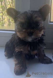 Photo №2 to announcement № 10274 for the sale of yorkshire terrier - buy in Ukraine private announcement
