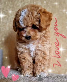 Photo №1. maltipu - for sale in the city of Manchester | 723$ | Announcement № 162528