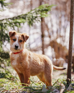 Photo №2 to announcement № 167146 for the sale of non-pedigree dogs - buy in Russian Federation private announcement