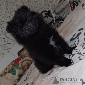 Photo №4. I will sell pomeranian in the city of Warsaw. private announcement - price - 700$