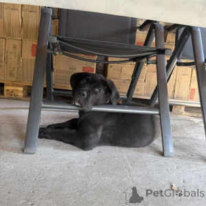 Photo №4. I will sell cane corso in the city of Gdańsk. breeder - price - negotiated