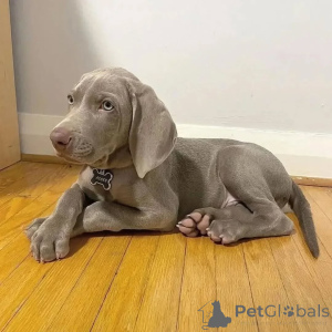 Photo №1. weimaraner - for sale in the city of Ħad-dingli | negotiated | Announcement № 170467