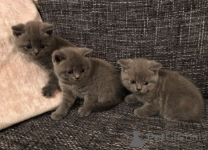 Photo №1. british shorthair - for sale in the city of Амстердам | 317$ | Announcement № 96885