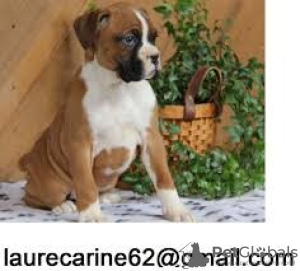 Photo №1. boxer - for sale in the city of Kassel | 370$ | Announcement № 103857