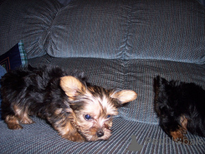 Photo №3. Yorkies available from KUSA. Australia