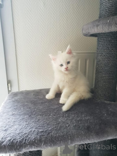 Photo №2 to announcement № 165001 for the sale of maine coon - buy in Finland private announcement, breeder
