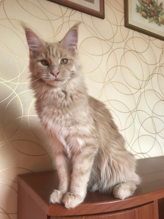 Photo №1. maine coon - for sale in the city of Москва | 134$ | Announcement № 2026