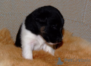 Photo №3. Terrier puppies for sale. Finland