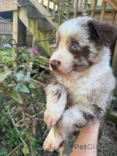 Photo №3. Chiots Berger Américain Miniature à vendre. France