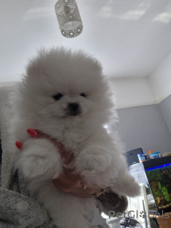 Photo №4. I will sell pomeranian in the city of Leipzig. private announcement - price - 280$