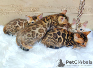 Photo №2 to announcement № 17898 for the sale of bengal cat - buy in Russian Federation private announcement