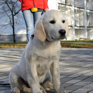 Photo №2 to announcement № 84074 for the sale of labrador retriever - buy in Ukraine breeder