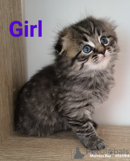 Photo №3. British shorthair X Scottish fold. New Zealand