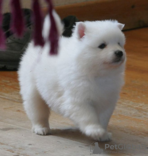 Photo №1. japanese spitz - for sale in the city of Alytus | 1068$ | Announcement № 11135