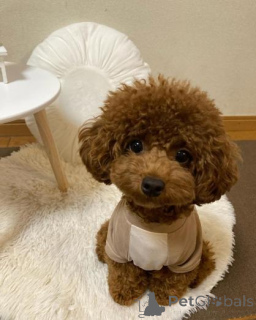 Photo №1. poodle (toy) - for sale in the city of Ekabpils | negotiated | Announcement № 160004