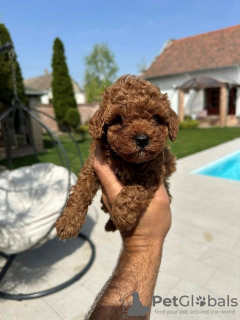 Photo №2 to announcement № 100077 for the sale of poodle (toy) - buy in Serbia 
