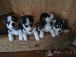 Photo №1. siberian husky - for sale in the city of Borisov | Is free | Announcement № 8036