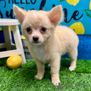 Photo №1. chihuahua - for sale in the city of Berlin | 671$ | Announcement № 172240