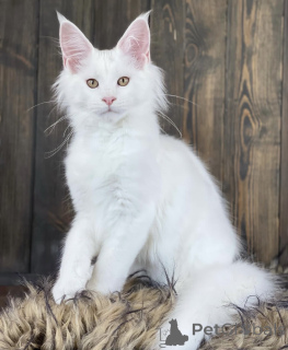 Photo №2 to announcement № 163468 for the sale of maine coon - buy in Germany breeder