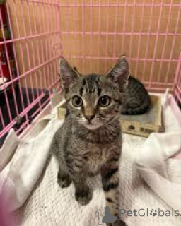 Photo №2 to announcement № 172750 for the sale of american shorthair - buy in Poland private announcement, breeder