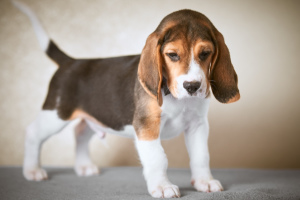 Photo №4. I will sell beagle in the city of Minsk. from nursery - price - 500$