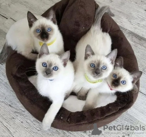 Photo №1. siamese cat - for sale in the city of Brussels | negotiated | Announcement № 129827