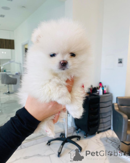 Photo №2 to announcement № 166675 for the sale of porcelaine - buy in Germany private announcement